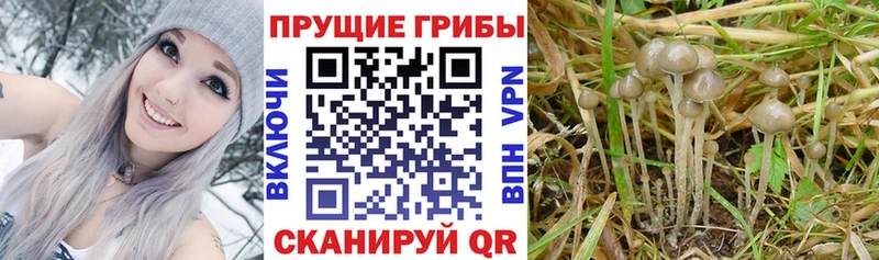 купить   OMG   Псилоцибиновые грибы Psilocybine cubensis  Невель 